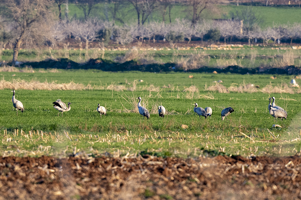Common Crane